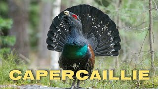 Western capercaillie sounds [upl. by Tremml]