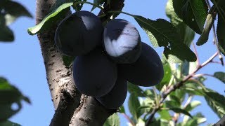 Raccolta prugne ed essiccate con lessiccatore di frutta e verdura [upl. by Adnerb796]