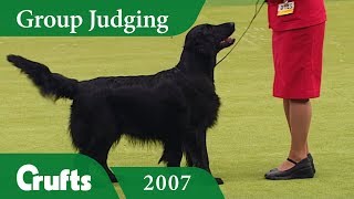 Flat Coated Retriever wins Gundog Group Judging at Crufts 2007 [upl. by Brunhilda]