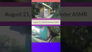 ASMR Bird Feeder  Wait Til The End birdfeedervideo birds backyardbirdwatching [upl. by Breech572]