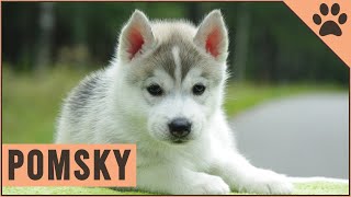 Pomsky  Dog Breed Information [upl. by Ellemac963]