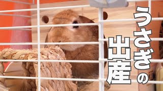 【貴重映像】ウサギの出産 出産シーン、生まれた瞬間の赤ちゃんを追加して再編集【Birth of a rabbit】【子ウサギ】59 [upl. by Francie]