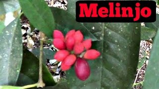 Melinjo Fruit Review Gnetum gnemon  Weird Fruit Explorer Ep 142 [upl. by Kosiur]