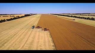 Erangy Springs Farm harvest for 2024 Mid West West Australia [upl. by Moffit]