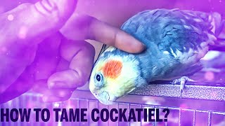 How to Bond and Tame a Scared Cockatiel Taming Season [upl. by Yrad136]