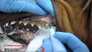 Veterinary uses Baolai B5 ultrasonic scaler to clean teeth of dog [upl. by Lorrimor22]