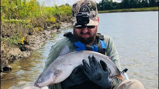 Patuxent River Blue Bellied Catfish [upl. by Denver]