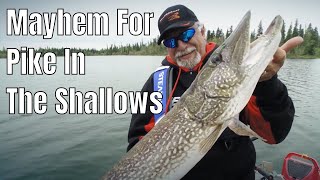 Absolute Mayhem For Pike In The Shallows  Fishn Canada [upl. by Ecirp]