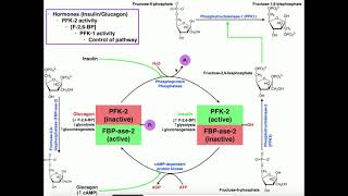 Glycolysis  Regulation of PFK1Glycolysis Via PFK2 Activity [upl. by Madian271]