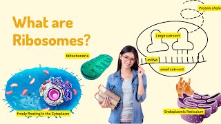 Ribosomes Explained I Science with Yash [upl. by Dust]