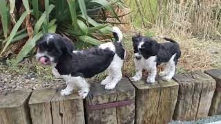 Shichon Puppies [upl. by Esertak]