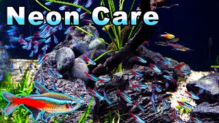 Neon Tetra Care and Breeding Heres Why MILLIONS Are Sold Every Year [upl. by Treblig]