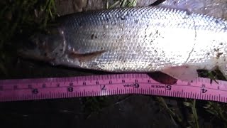 Catching FISH for MONEY Bounty fishing Oregon Pikeminnow [upl. by Ramhaj]