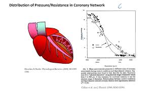 Myocardial Perfusion [upl. by Jaret]