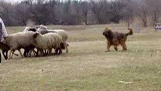 briard herding [upl. by Shel733]