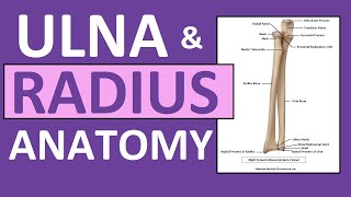 Radius and Ulna Anatomy and Physiology Forearm Bones [upl. by Atikram]