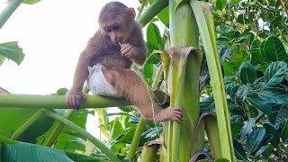 Monkey Asher climbing up the banana tree is so cute [upl. by Foskett911]