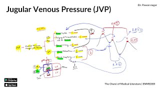 Jugular venous pressure JVP  Physiology  INICET NEET PG FMGE  Dr Pawan nagar [upl. by Aener588]