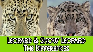 Leopard amp Snow Leopard  The Differences [upl. by Shaylynn]