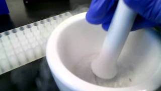 Tissue disruption using liquid nitrogen [upl. by Otokam]