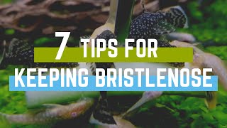 7 Tips for Keeping Bristlenose Plecos in an Aquarium [upl. by Deenya489]