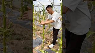 Cutting tobacco leaves to accelerate decomposition process [upl. by Venita]