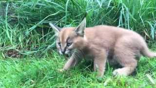 6weekold caracal kittens venture outside with mom [upl. by Collins]