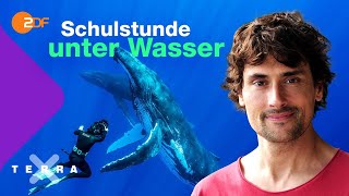 Live Schulstunde  Der Kreislauf des Lebens im Meer Vom Buckelwal zum Schleimaal  Terra X plus [upl. by Molli]