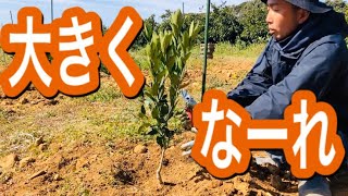 みかんの苗木 植え付け方法はこれ！ [upl. by Eissim]