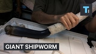 Giant shipworm just gave scientists new clues about some of the weirdest life forms on Earth [upl. by Attoynek]