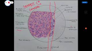 Histologi kelenjar Tiroid Paratiroid Pituitari [upl. by Nnovahs563]