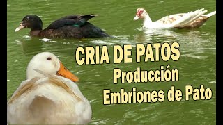 CRIA DE PATOS PRODUCCION DE EMBRIONES DE PATO [upl. by Alaek]