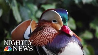 A Mysterious Mandarin Duck In Central Park Fascinates And Delights  NBC Nightly News [upl. by Nilya]