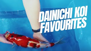 Dainichi Koi Bloodlines And Favourite Varieties [upl. by Fi882]