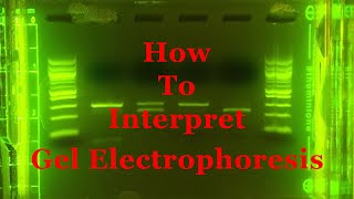 Interpreting Gel Epectrophoresis [upl. by Okiek]