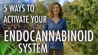 5 Ways to Activate Your Endocannabinoid System  CBD Series [upl. by Fusuy]