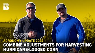 Combine Adjustments For Harvesting HurricaneLodged Corn  Becks Agronomy Update [upl. by Cirilla]