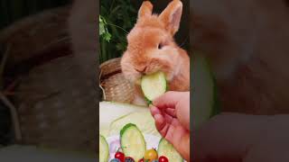 bunny Rabbit eating cucumber strawberry bunny rabbit pets animals [upl. by Fevre]