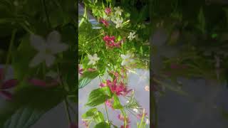 Jaamu rathiri song with beautiful flowers [upl. by Franzen10]