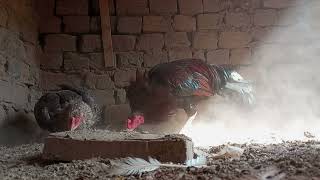 Aseel breading season Chickens mating sound  Chicken eating time [upl. by Salokcin]