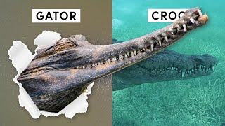 All 27 Species of Crocodilian Inc 3 Recently Discovered [upl. by Notfilc87]