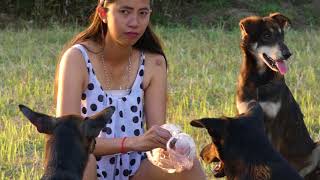 best 2018 Beautiful Girl Feeding cute Puppies How to Play with Funny Dogs at Home 19 [upl. by Tamra]