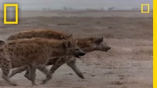 Hyena vs Cape Buffalo  National Geographic [upl. by Meridith312]