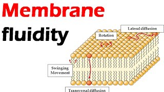 Membrane fluidity [upl. by Scrivenor]