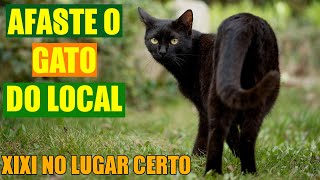 COMO AFASTAR GATO DO LOCAL seu ou do vizinho VÃRIAS DICAS [upl. by Biebel]