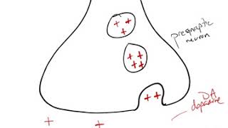 Antipsychotic Drug Mechanism [upl. by Bayless]