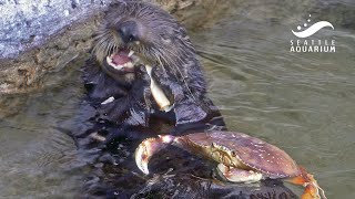 How a sea otter eats crab 🦦🦀 Mishkas Dungeness Crab Feast [upl. by Mori]