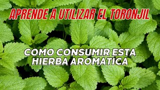 Beneficios Medicinales del Toronjil ¡Descubre Sus Poderes Curativos [upl. by Goddard]