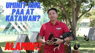 SABONG TIPS Mainit Na Paa at Katawan Ng Manok Sa Araw Ng Laban  Paano Ito Maiiwasan [upl. by Syl]