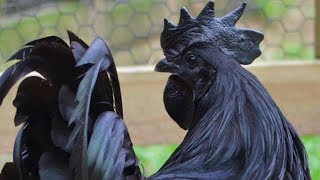 Ayam Cemani Chickens  The All Black Chicken [upl. by Sapphera]